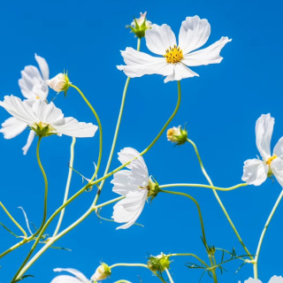 干啥要骂章泽天？